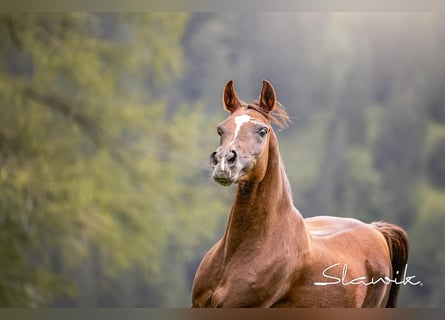 Ägyptischer Araber, Stute, 14 Jahre, 150 cm, Dunkelfuchs