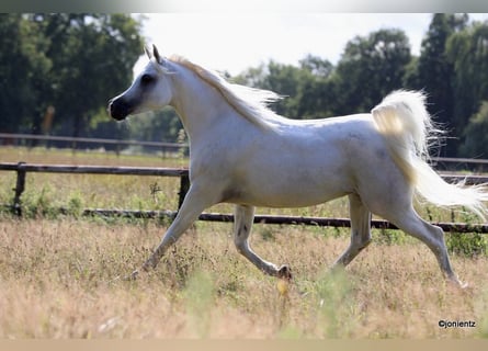 Ägyptischer Araber, Stute, 14 Jahre, 154 cm, Schimmel