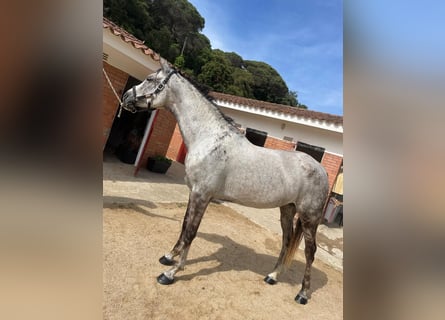 Ägyptischer Araber, Stute, 16 Jahre, 165 cm, Schimmel