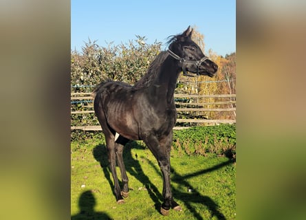 Ägyptischer Araber, Stute, 1 Jahr, Rappe