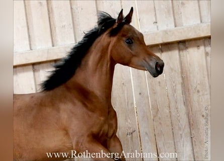 Ägyptischer Araber, Stute, 2 Jahre, 154 cm, Brauner