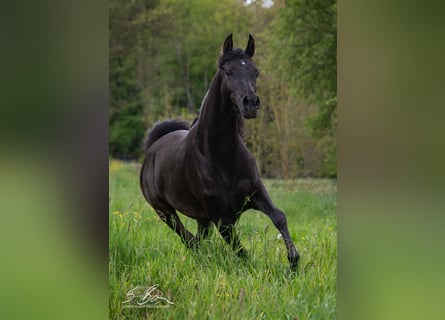 Ägyptischer Araber, Stute, 3 Jahre, 152 cm, Rappe