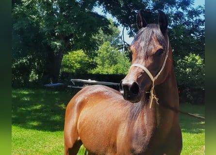 Ägyptischer Araber, Stute, 3 Jahre, Brauner