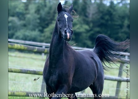 Ägyptischer Araber, Stute, 4 Jahre, 147 cm, Rappe