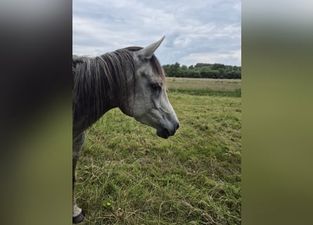 Ägyptischer Araber, Stute, 5 Jahre, 152 cm, Fliegenschimmel