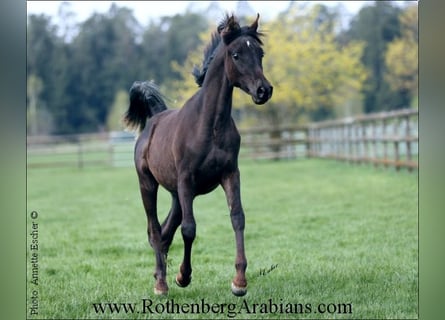 Ägyptischer Araber, Stute, 7 Jahre, 153 cm, Rappe