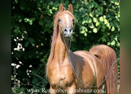 Ägyptischer Araber, Stute, 9 Jahre, 153 cm, Fuchs