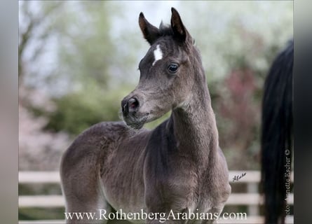 Ägyptischer Araber, Stute, , 154 cm, Rappe
