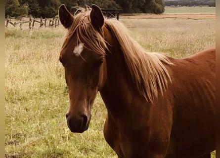 Ägyptischer Araber, Wallach, 2 Jahre, 153 cm, Fuchs