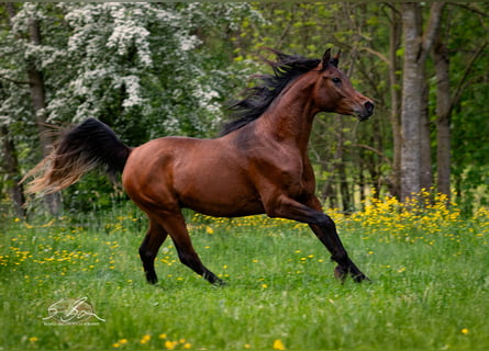 Ägyptischer Araber, Wallach, 3 Jahre, 153 cm, Brauner