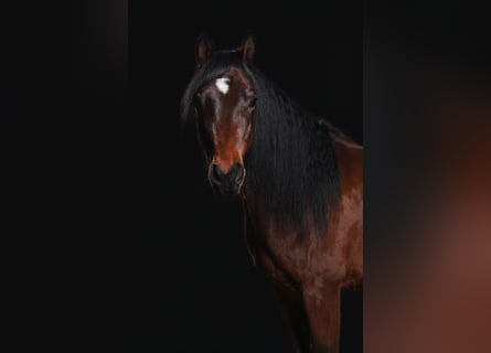 Ägyptischer Araber, Wallach, 8 Jahre, 158 cm, Brauner