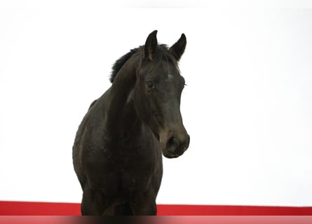 AES, Hengst, 1 Jaar, 151 cm, Donkerbruin