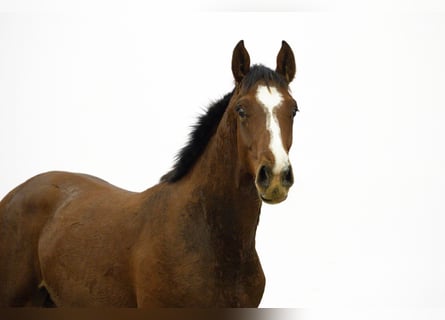 AES, Hengst, 1 Jaar, 159 cm, Bruin