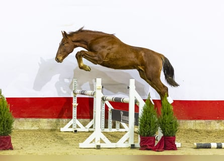 AES, Hengst, 1 Jaar, 161 cm, Vos