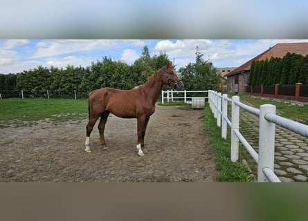 AES, Hengst, 2 Jaar, 166 cm, Lichtbruin