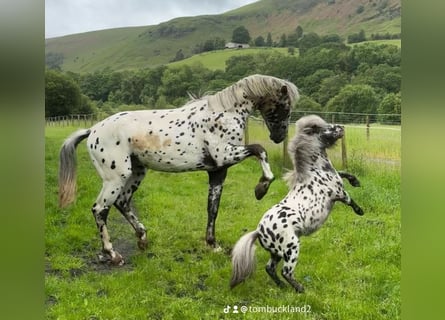 AES Mix, Hengst, 2 Jaar, 168 cm, Appaloosa