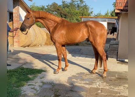 AES, Hengst, 4 Jaar, 168 cm, Donkere-vos