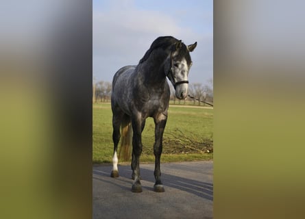 AES, Hengst, 4 Jaar, 172 cm, Schimmel