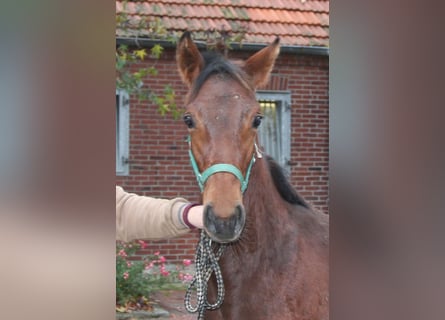 AES, Hengst, veulen (01/2023), 163 cm, Brauner