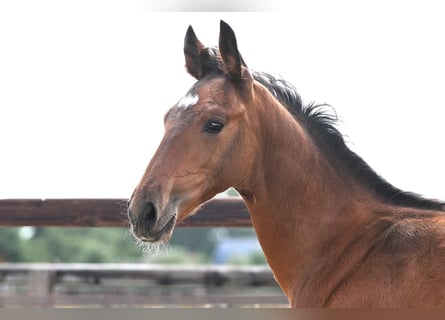 AES, Hengst, Veulen (05/2026), Bruin