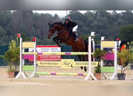 AES, Merrie, 11 Jaar, 160 cm, Bruin