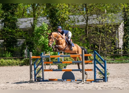 AES, Merrie, 11 Jaar, 171 cm, Bruin