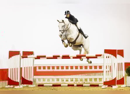 AES, Merrie, 14 Jaar, 175 cm, Schimmel