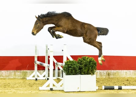 AES, Merrie, 1 Jaar, 140 cm