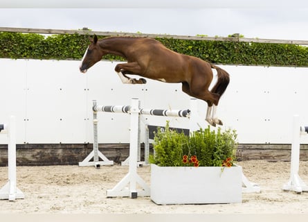 AES, Merrie, 2 Jaar, 150 cm, Vos