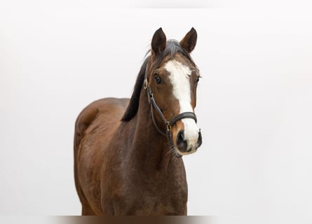 AES, Merrie, 2 Jaar, 153 cm, Bruin