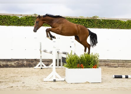 AES, Merrie, 2 Jaar, 159 cm, Bruin