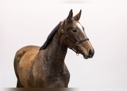 AES, Merrie, 2 Jaar, 159 cm, Schimmel