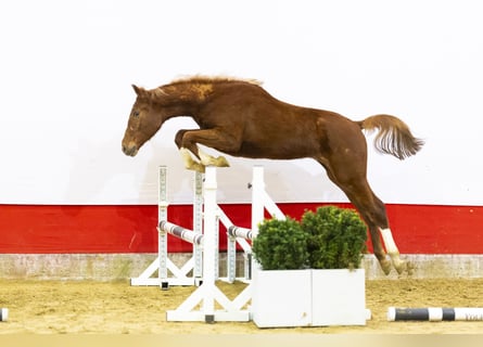 AES, Merrie, 2 Jaar, 160 cm