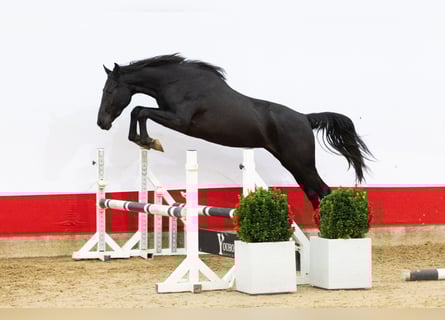 AES, Merrie, 2 Jaar, 165 cm, Donkerbruin