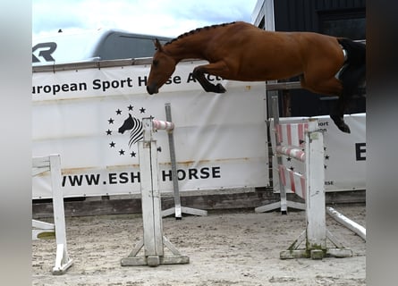 AES, Merrie, 3 Jaar, 150 cm, Brauner