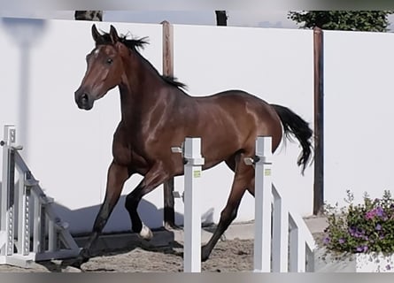 AES, Merrie, 3 Jaar, 164 cm, Bruin