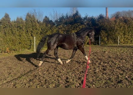 AES, Merrie, 4 Jaar, 160 cm, Zwart