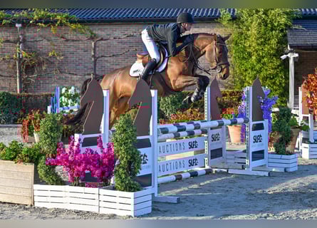 AES, Merrie, 4 Jaar, 165 cm, Bruin