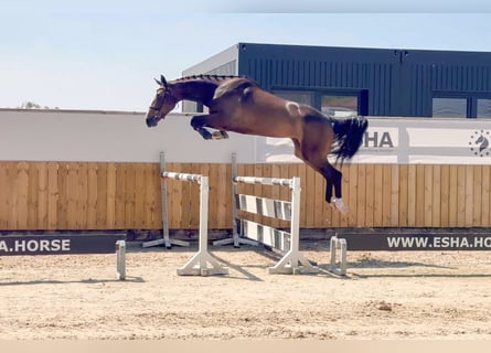AES, Merrie, 4 Jaar, 168 cm, Bruin