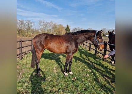 AES, Merrie, 4 Jaar, 174 cm, Donkerbruin