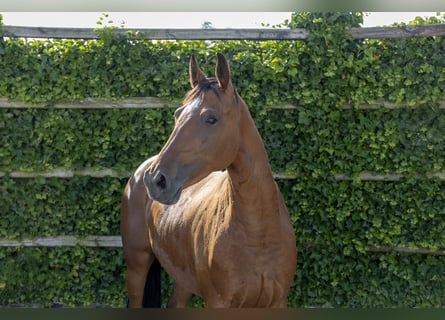 AES, Merrie, 5 Jaar, 159 cm, Bruin