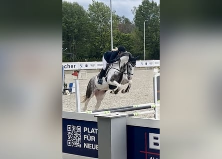 AES, Merrie, 5 Jaar, 172 cm, Gevlekt-paard