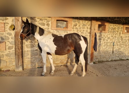 AES, Merrie, 6 Jaar, 157 cm, Gevlekt-paard