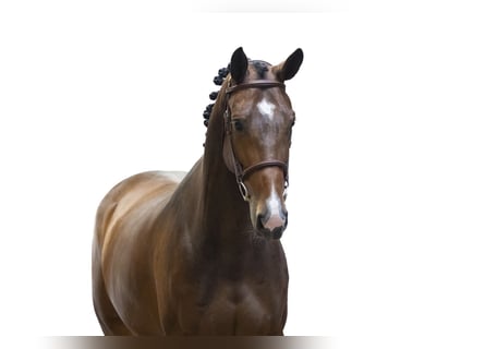 AES, Merrie, 6 Jaar, 167 cm, Bruin