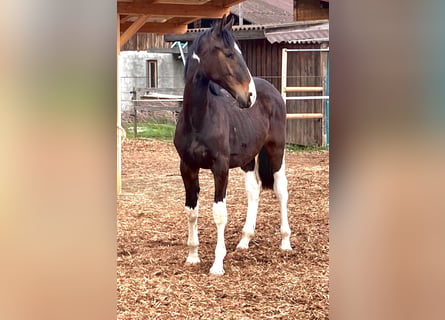 AES, Merrie, 6 Jaar, 169 cm, Gevlekt-paard