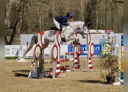 AES, Merrie, 6 Jaar, 172 cm, Schimmel