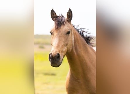 AES, Merrie, 7 Jaar, 148 cm, Falbe
