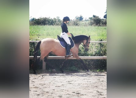 AES, Merrie, 7 Jaar, 148 cm, Falbe