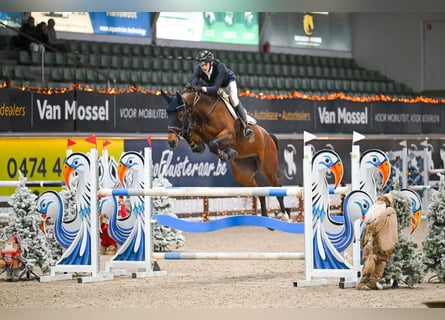 AES, Merrie, 7 Jaar, 168 cm, Bruin