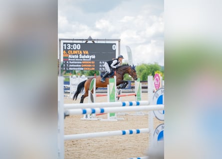 AES, Merrie, 8 Jaar, 165 cm, Bruin